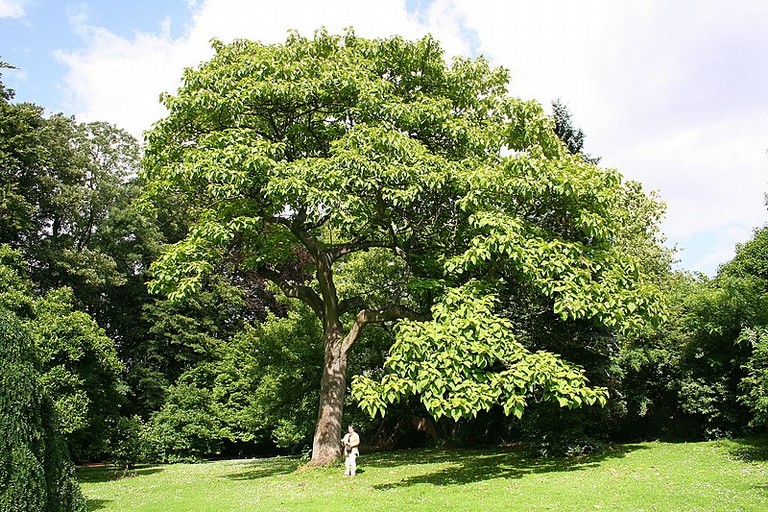 paulownia