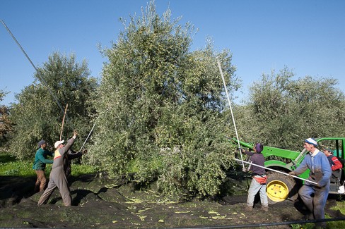 raccolta olive