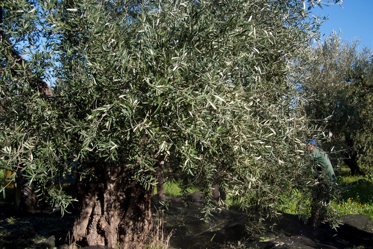 raccolta olive