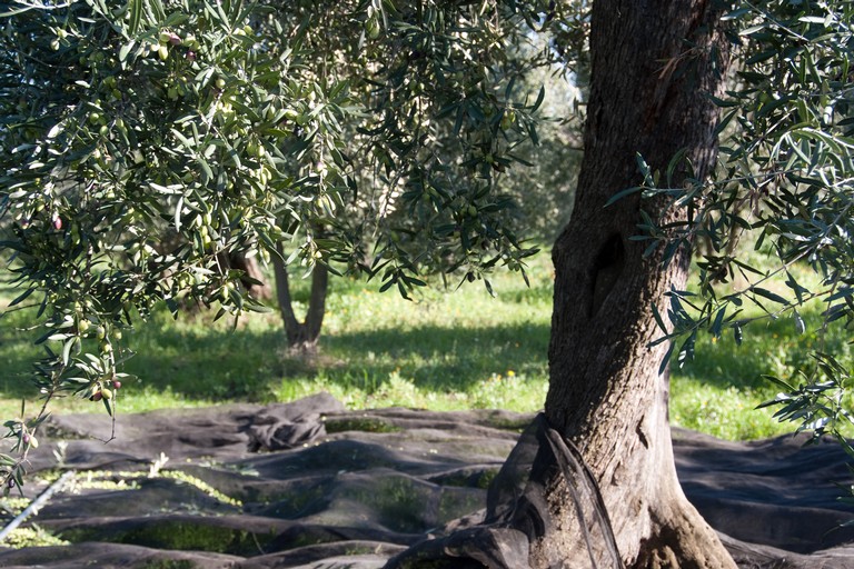 raccolta olive