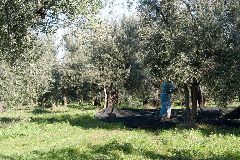 raccolta olive