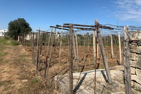 area di contenimento della xylella