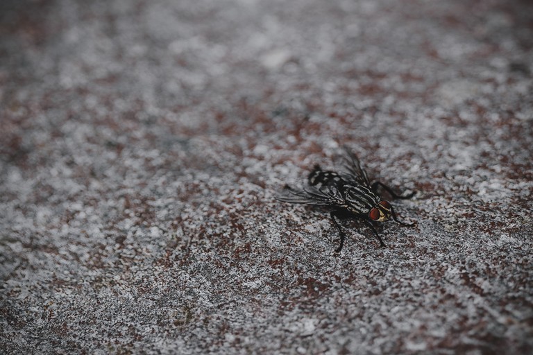 Mosca