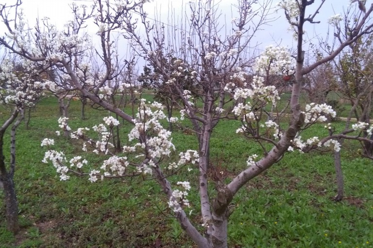 alberi in fiore