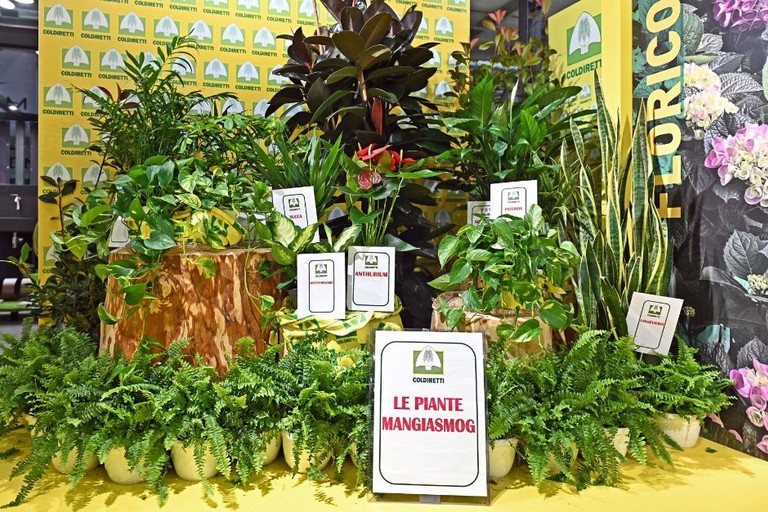 piante mangia smog