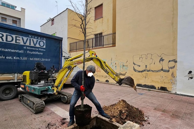piantumazioni in città
