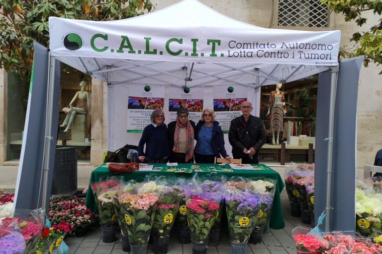 piantine della solidariet andria
