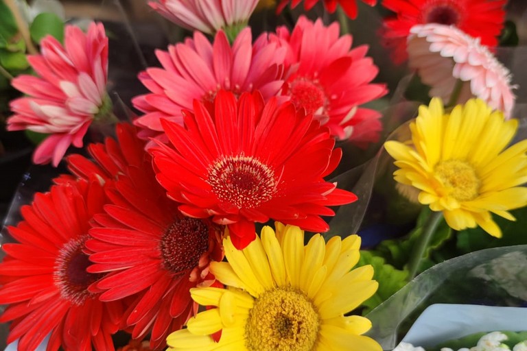 Le piantine del Calcit per la Festa della Mamma: ad Andria la raccolta fondi per i malati oncologici
