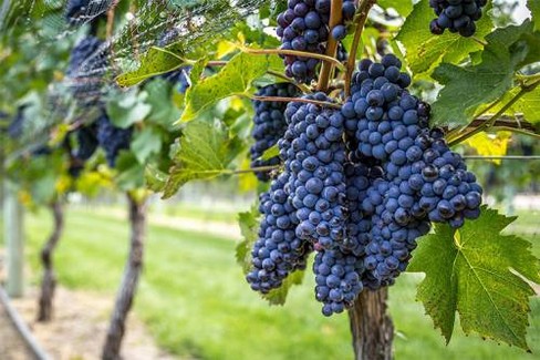 uva da vino