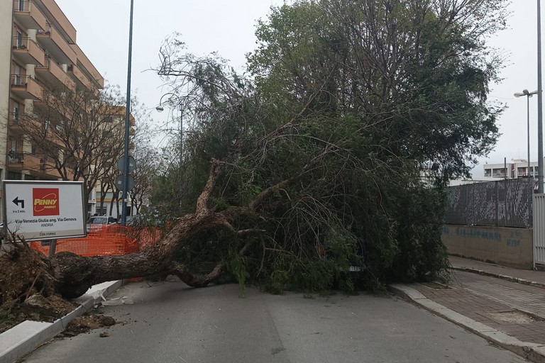 Albero caduto