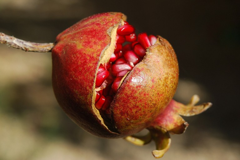 Melograno. Foto di Lee Travathan da Pixabay