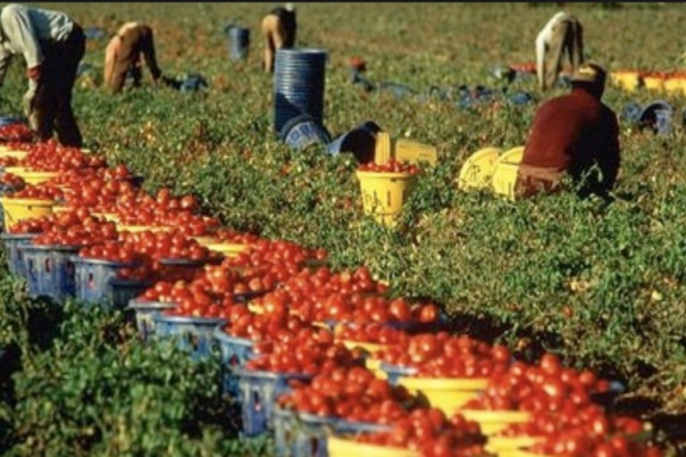 giovani in agricoltura