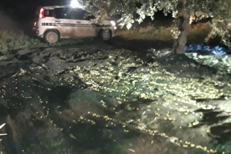 tentativo di furto di olive ad Andria