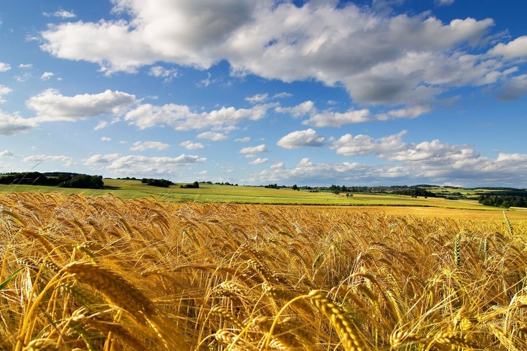 grano
