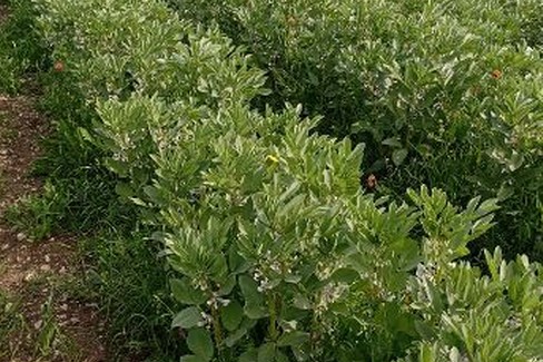 agricoltura