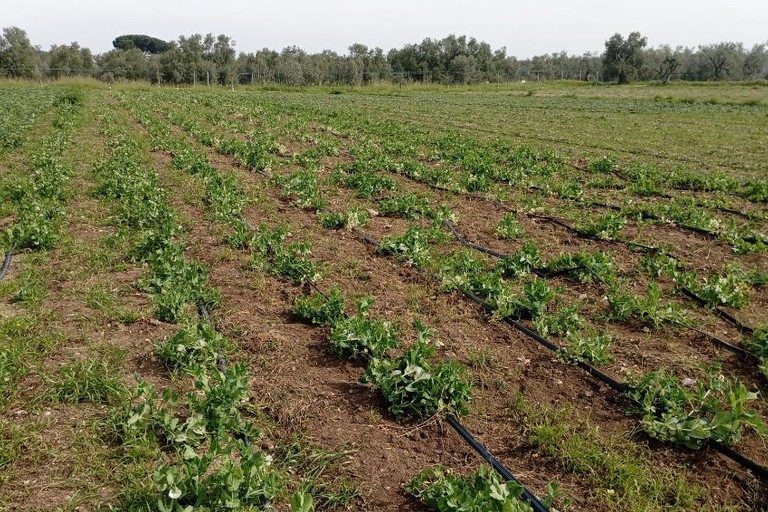 agricoltura