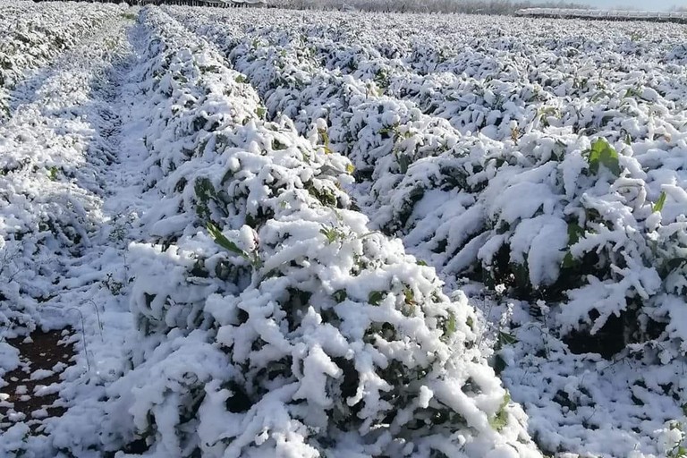 gelate in agricoltura