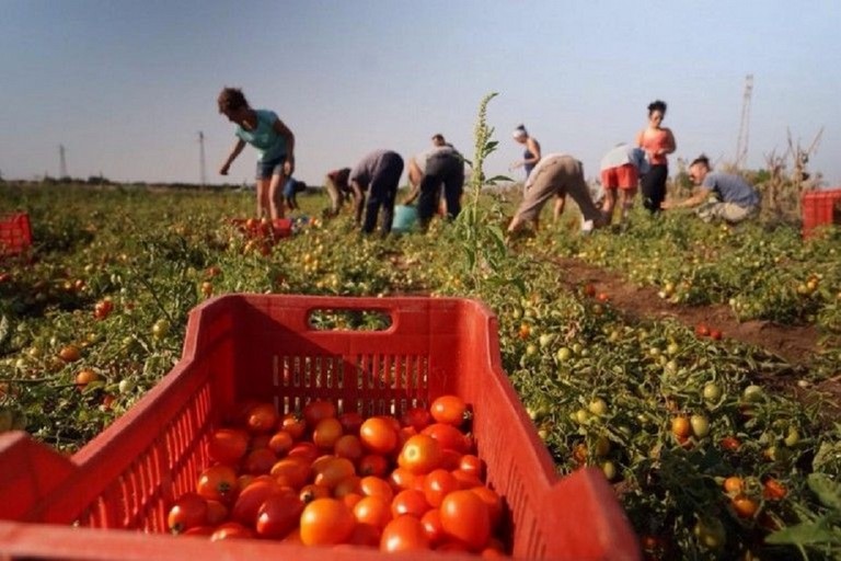 giovani in agricoltura