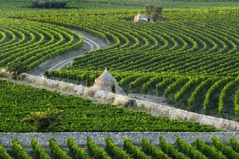 agricoltura pugliese