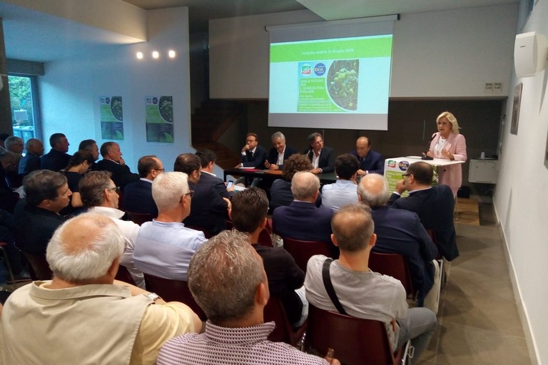 convegno sulla olivicoltura pugliese