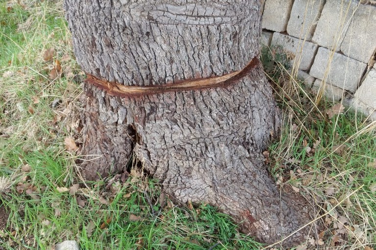 Rischio di abbattimento per delle querce in contrada Cariati