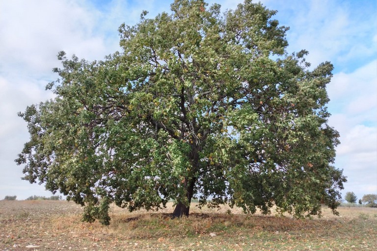 Rischio di abbattimento per delle querce in contrada Cariati