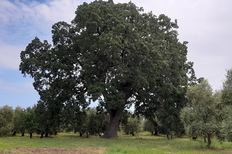 Quercia di contrada Maccarone