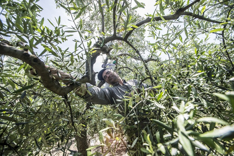 olio d'oliva