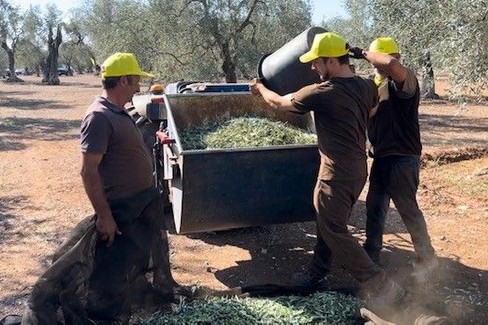 raccolta olive in Puglia