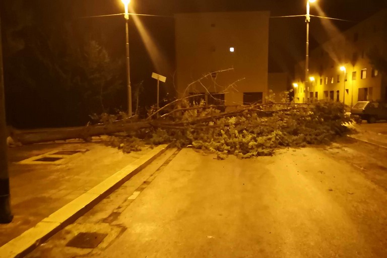 Albero caduto nel quartiere San Valentino