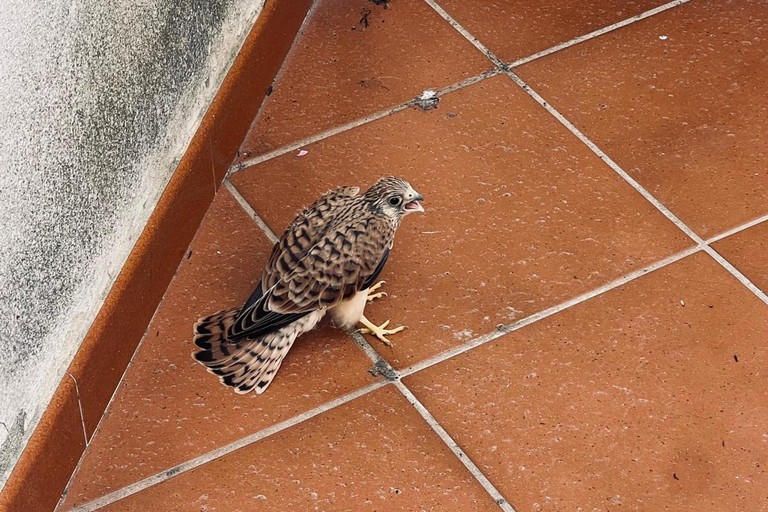 Falchetto