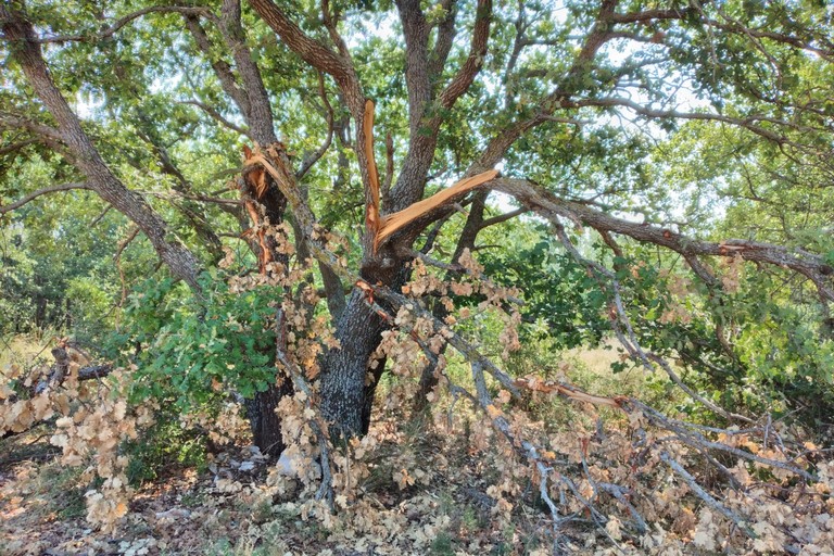 Roverelle vandalizzate nel bosco di San Leonardo
