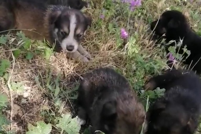 Cuccioli abbandonati