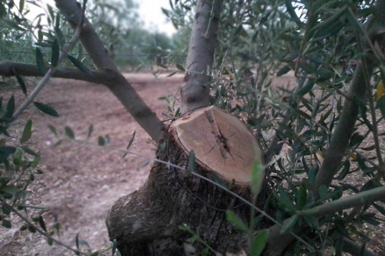 ulivi secolari sfregiati in contrada Quadrone