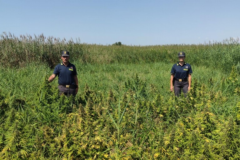 piantagione di marijuana