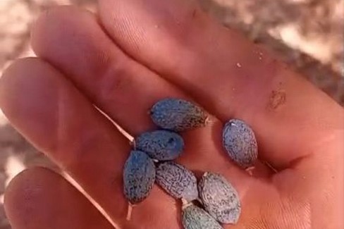 oliveti sotto assedio per caldo e acqua che non c'è
