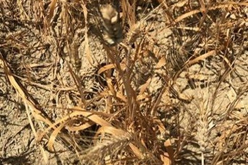 grano bruciato dal sole