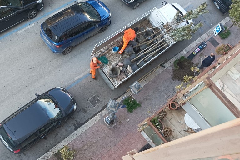 Nuovi alberi in viale Don Luigi Sturzo