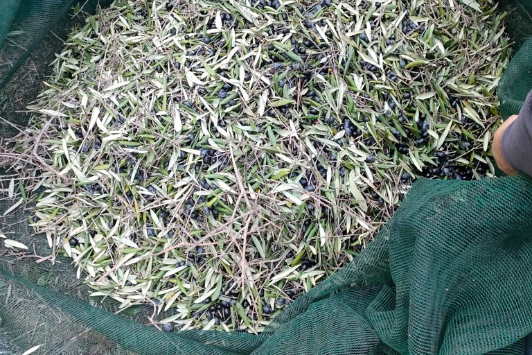 Furto di olive sventato ad Andria dalle Guardie Campestri