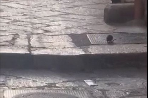 Topi nel centro storico JPG