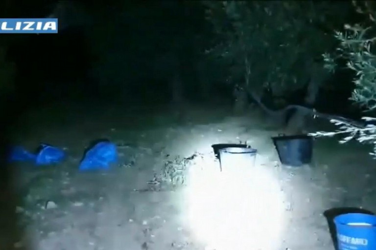 sventato furto di olive in contrada Polvere