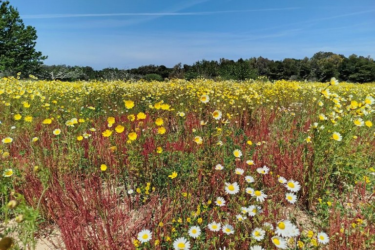 agricoltura