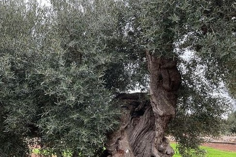 ulivo monumentale