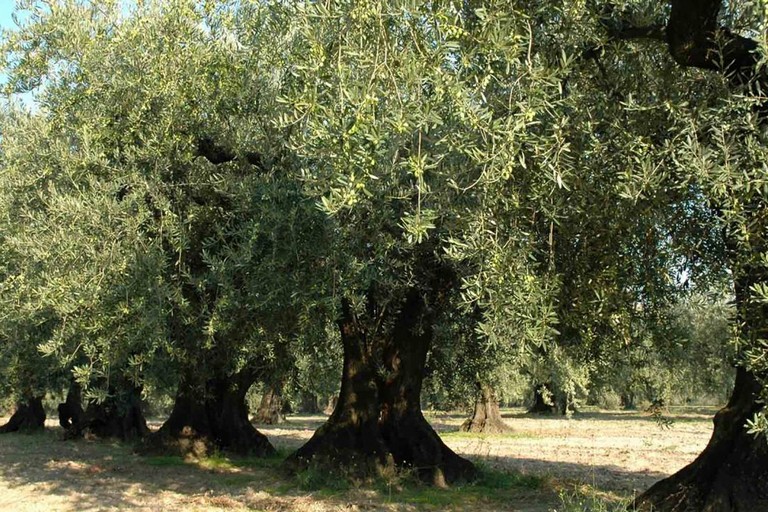 ulivo