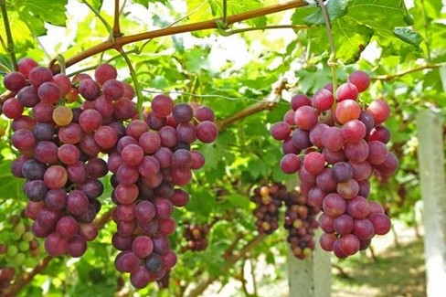 uva da tavola