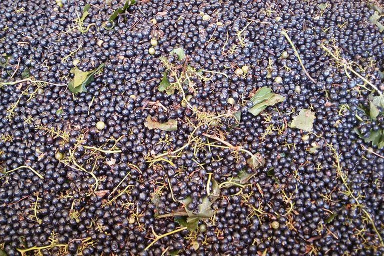 uva da vino