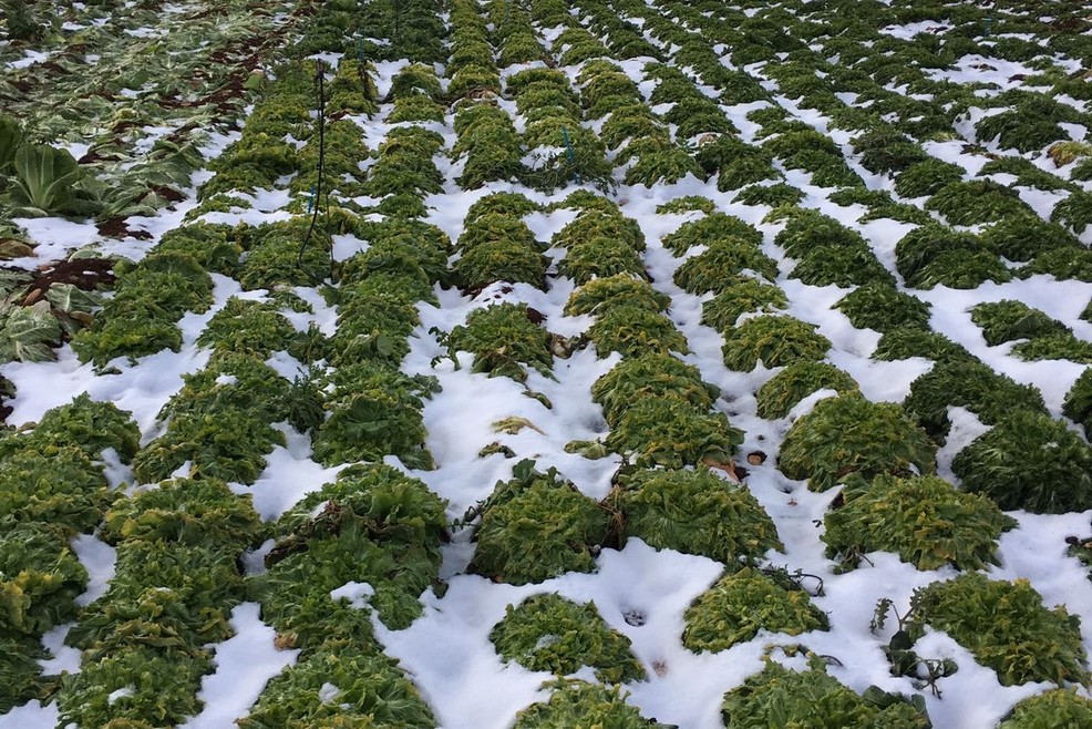 Neve nelle campagne pugliesi