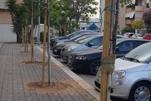 Piantumati 7 alberi di carrubo
