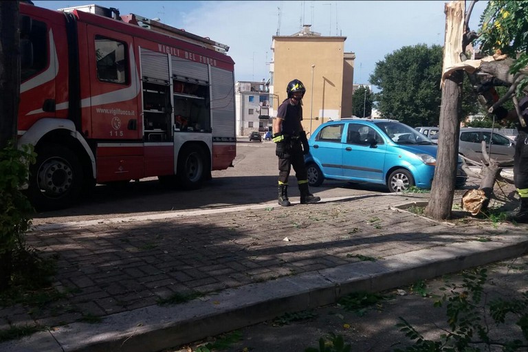 Intervento dei Vigili del Fuoco per caduta alberi in via Carpaccio