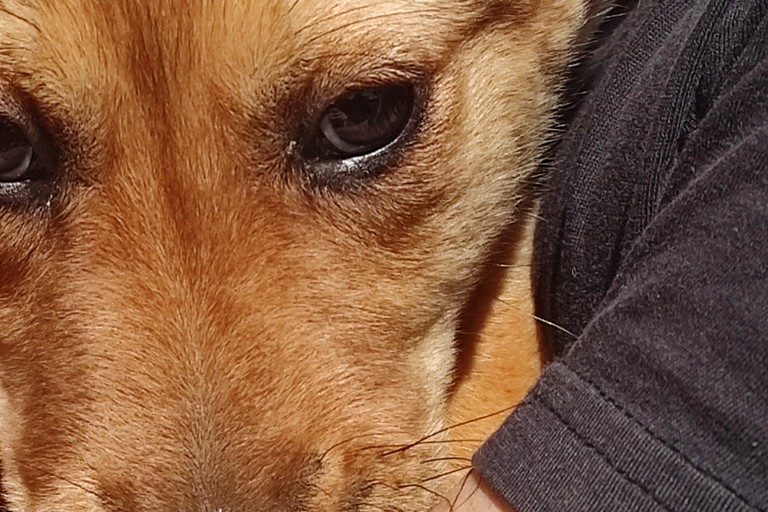 Cane meticcio salvato dall'intervento dei Vigili del Fuoco